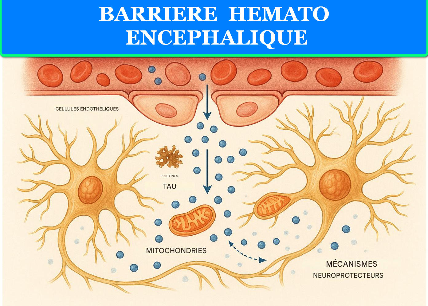 BARRIERE HEMATO ENCEPHALIQUE